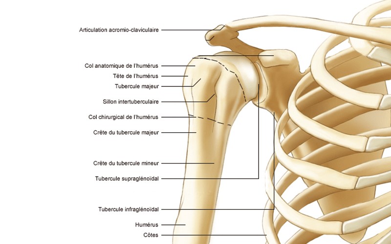 Symptômes et diagnostic de la fracture de l'épaule | Dr Paillard